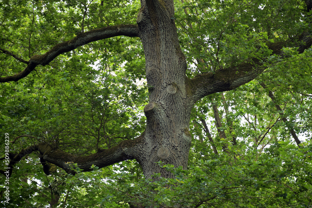 der wald lebt