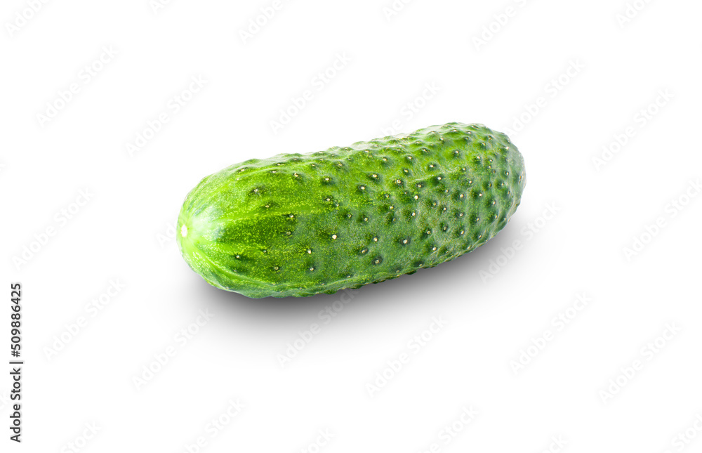 Isolated cucumbers. Fresh green cucumber on a white background. One cucumber closeup isolated Isolated cucumbers. Fresh green cucumber on a white background. One cucumber closeup isolated