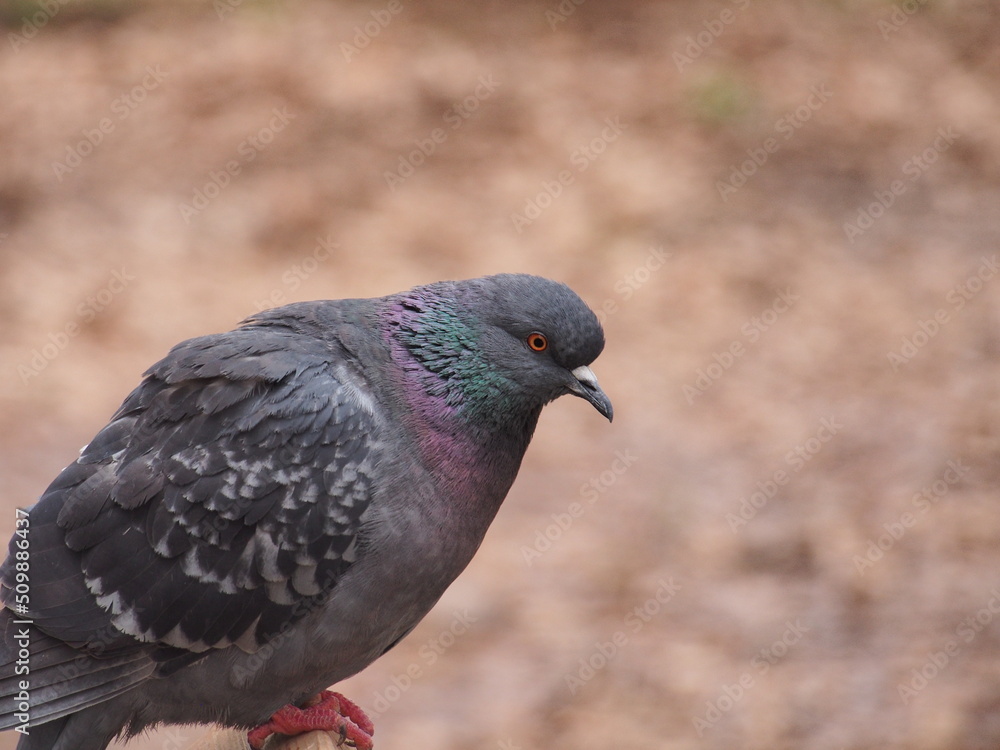 One pigeon is sitting sideways. A wild animal. One pigeon is sitting sideways. A wild animal.