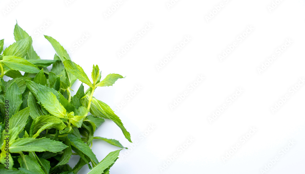 Fototapeta premium Bunch of mint melissa fresh green herb leaf on white background. Natural ingredient for healthy food or cocktail. Concept of taste.