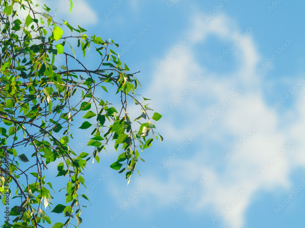 ideally healthy fresh birch tree leaves on branches against sky - obrazy, fototapety, plakaty 