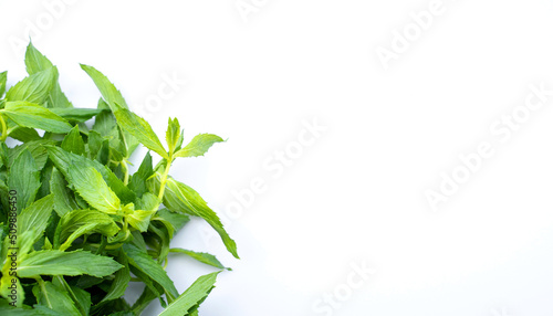 Bunch of mint melissa fresh green herb leaf on white background. Natural ingredient for healthy food or cocktail. Concept of taste.