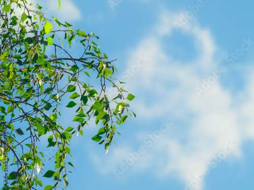 ideally healthy fresh birch tree leaves on branches against sky