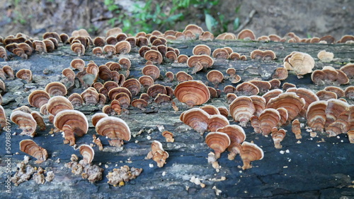 Mushrooms on a Fallen Log