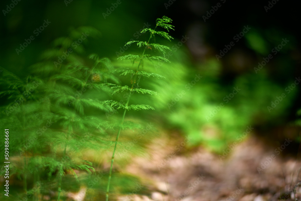 Skrzypy rosną w lesie i na polach, łąkach. Zielona tonacja, płytka głębia ostrości, bokeh, makro, close-up. Zielone pastele, gra świateł w tle. - obrazy, fototapety, plakaty 
