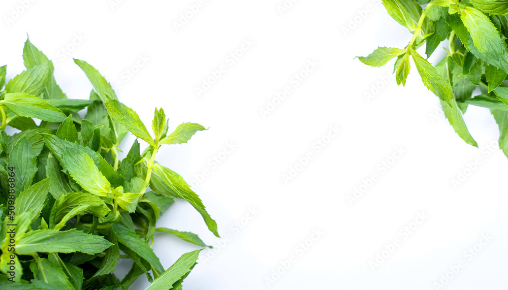 Obraz premium Bunch of mint melissa fresh green herb leaf on white background. Natural ingredient for healthy food or cocktail. Concept of taste.