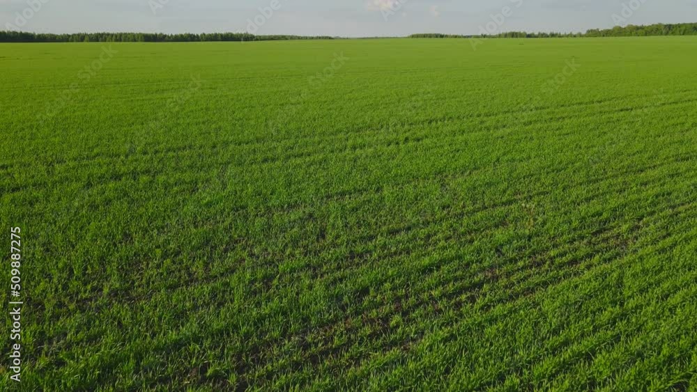 Flying a drone at low altitude over a green field. The concept of the future harvest.
Flying a drone at low altitude over a green field. The concept of the future harvest.