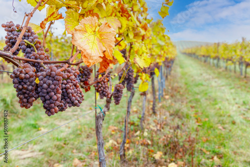 Obraz na plátně Grapes in autumn vineyard, Southern Moravia, Czech Republic