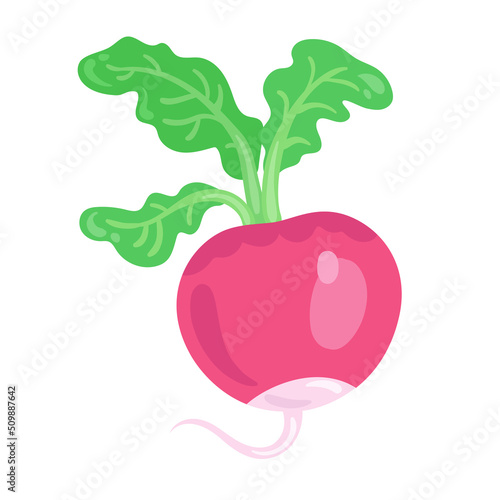 Pink radish with green haulm. In cartoon style. Isolated on white background. Vector flat illustration.
