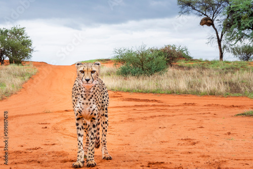 Cheetah, Acinonyx jubatus, in natural habitat, Kalahari Desert, Namibia photo