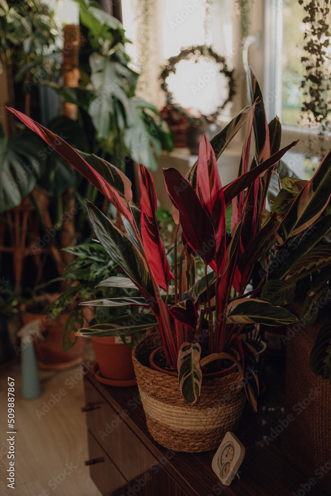 Obraz premium Plants collection in small millenials' rental flat: maranta, calathea, monstera, palm, ceropegia, epipremnum, philodendron, scindapsus, stromanthe, peperomia, syngonium emerald gem, hoya