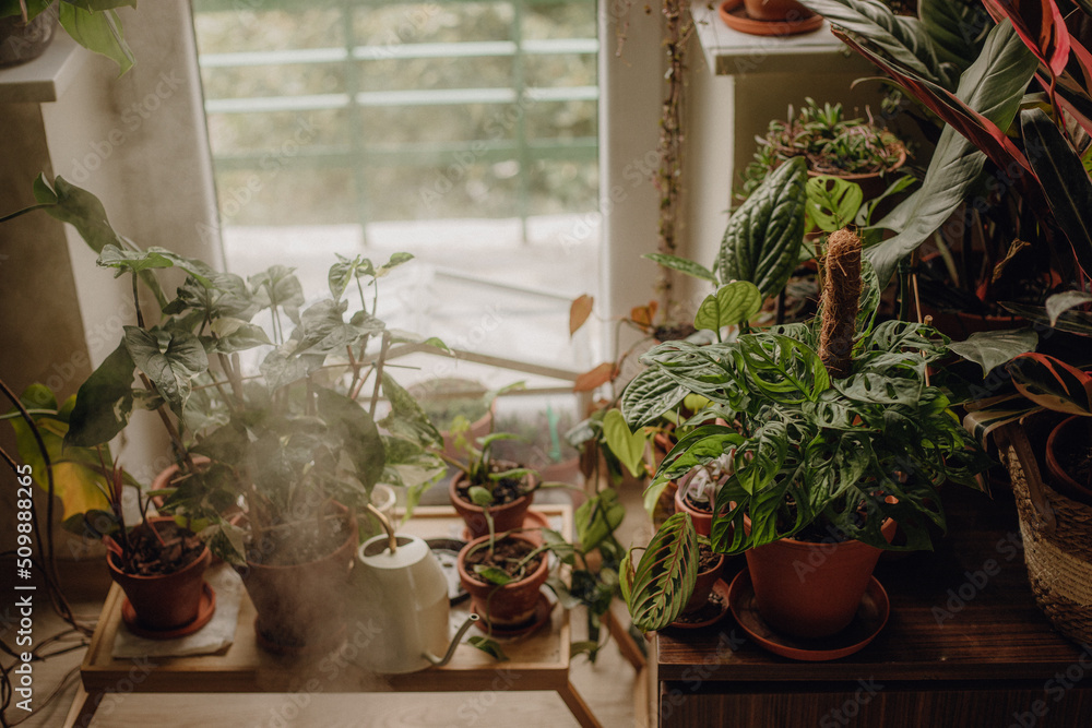Plants collection in small millenials' rental flat: maranta, calathea, monstera, palm, ceropegia, epipremnum, philodendron, scindapsus, stromanthe, peperomia, syngonium emerald gem, hoya Plants collection in small millenials' rental flat: maranta, calathea, monstera, palm, ceropegia, epipremnum, philodendron, scindapsus, stromanthe, peperomia, syngonium emerald gem, hoya