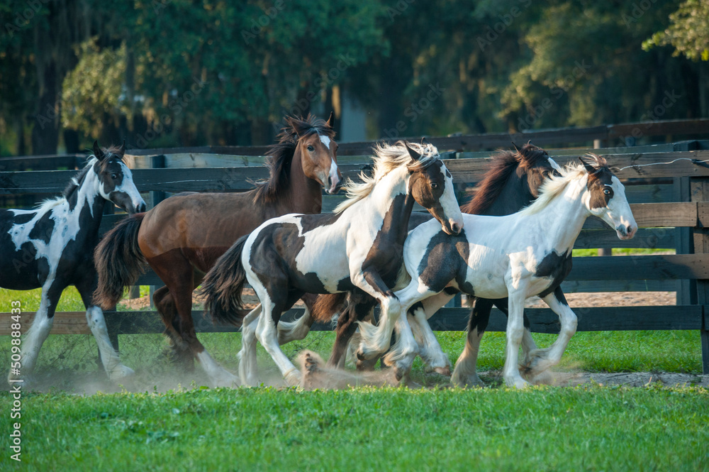 Gypsy Vanner Horse yearling herd runs in paddock Gypsy Vanner Horse yearling herd runs in paddock