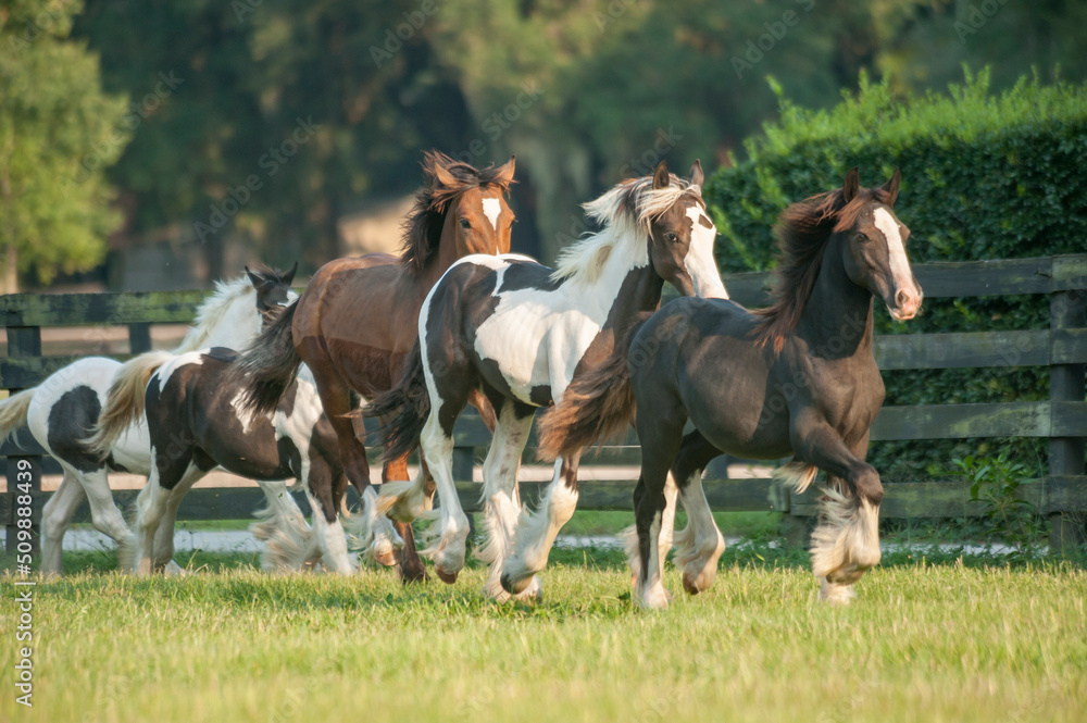 Gypsy Vanner Horse yearling herd runs in paddock Gypsy Vanner Horse yearling herd runs in paddock