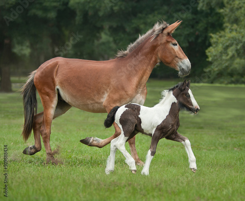 Print op canvas Mule Mom runs in pasture with embryo transfer foal