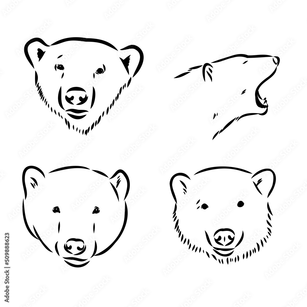 Hand Sketch Head of Polar Bear. Vector illustration