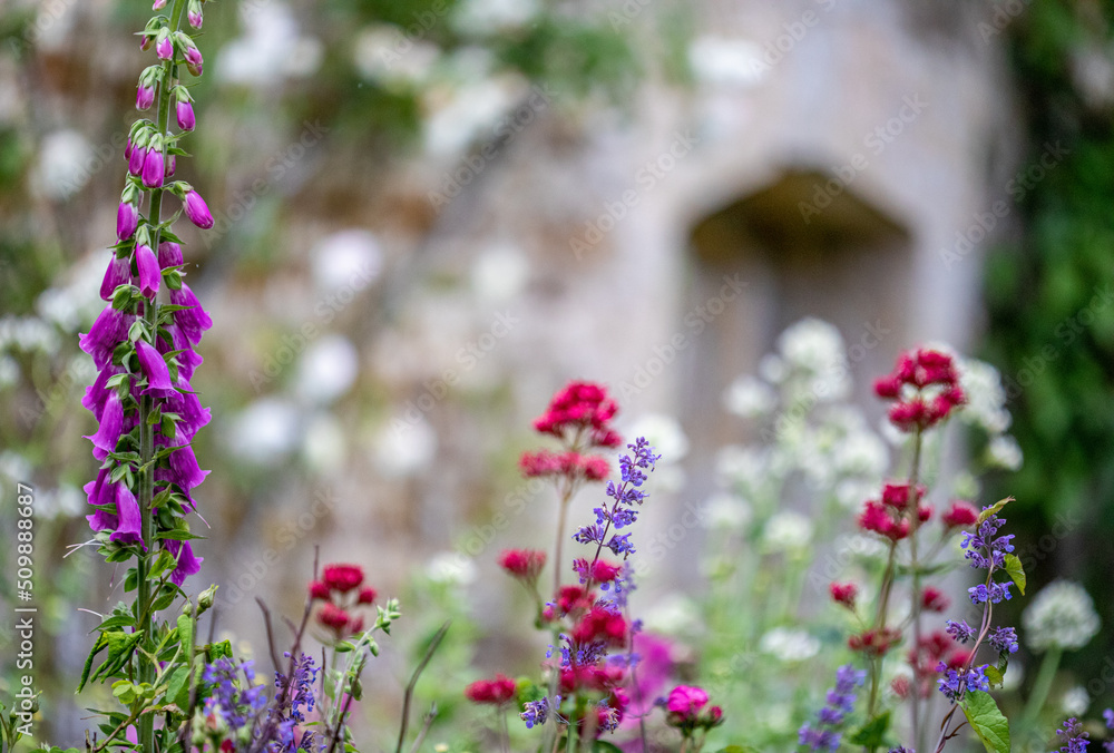 Obraz premium Foxgloves ( Digitalis ) In The Walled Gardens Of Rousham House