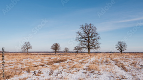 Wallpaper Mural Set of winter panoramic landscapes of Belarus. Beautiful oak trees in the early morning in a field covered with snow. Torontodigital.ca