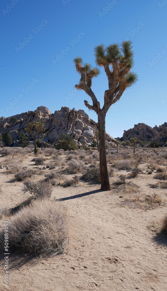 Joshua Tree National Forest in California
