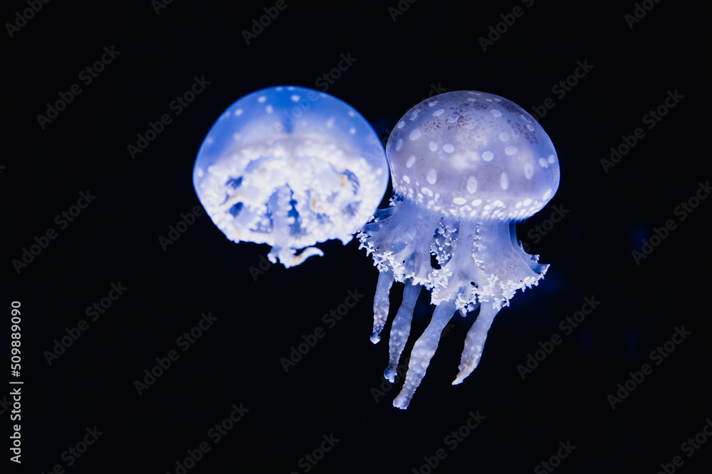 Photograph of two mushroom-shaped jellyfish swimming together in shades of blue and purple Photograph of two mushroom-shaped jellyfish swimming together in shades of blue and purple