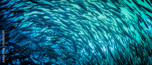 Panoramic photograph of a school of fish swimming in one direction from the depth