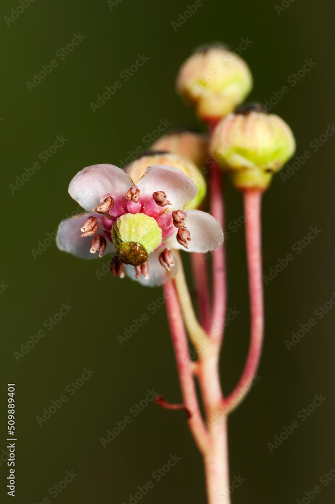 A small graceful forest flower umbellate wintergreen A small graceful forest flower umbellate wintergreen
