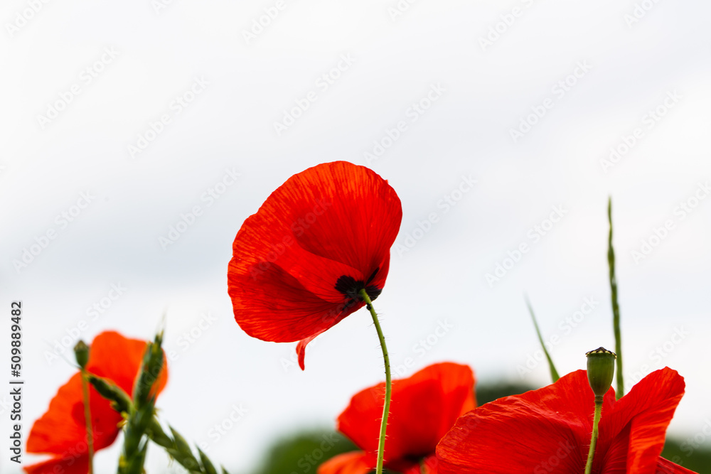 Naklejka premium Mohnblumen auf dem Feld, Hintergrund