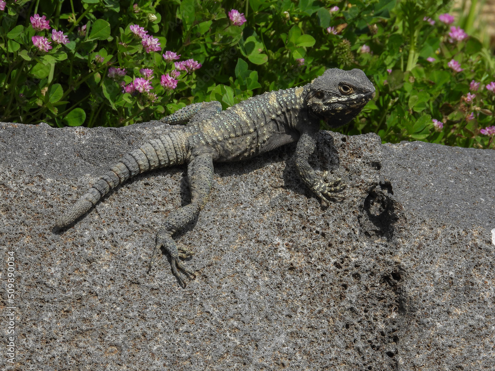 Gray lizard disguises in the nature Gray lizard disguises in the nature