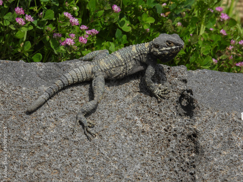 Gray lizard disguises in the nature