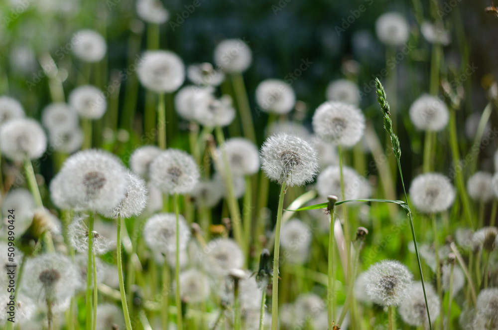 Horizontal background with fluffy dandelions Horizontal background with fluffy dandelions