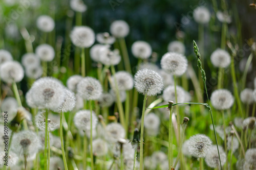 Horizontal background with fluffy dandelions