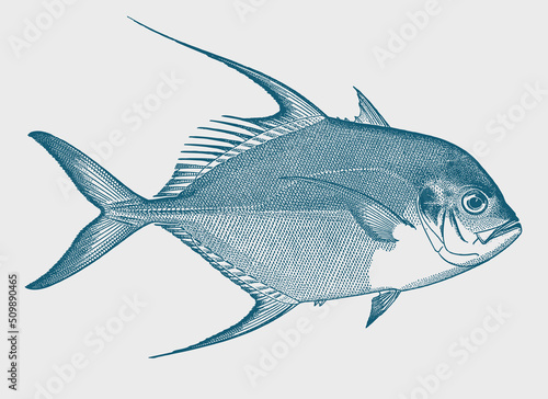 Longfin trevally carangoides armatus, tropical coral reef fish in side view