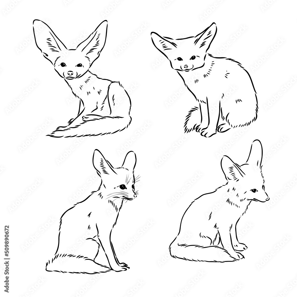 Obraz premium Vector illustration of a young fennec fox walking. fox fenek vector sketch