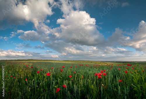 summer field of red poppies on a background blue sky with clouds
