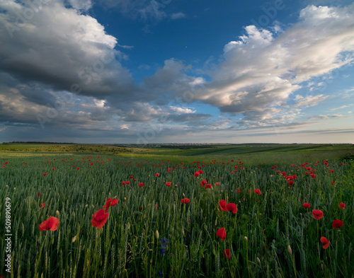 Field with poppies and green rye spikelets and picturesque blue sky