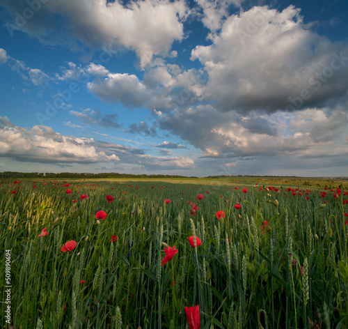 red poppies summer field with blue sky and clouds