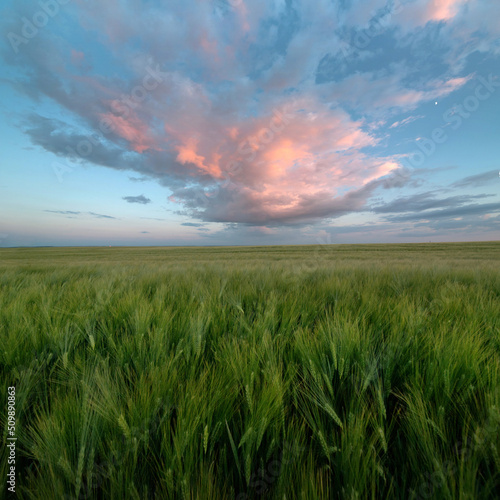 big purple-pink cloud evening sky over green ears of rye in the field