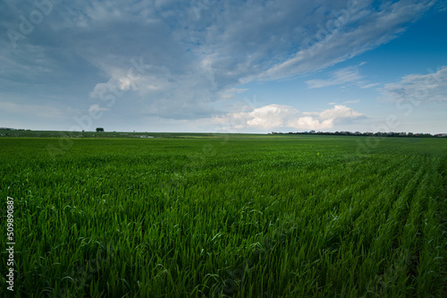 Panoramic view landscape in sunny day with a field of green winter wheat seed...
