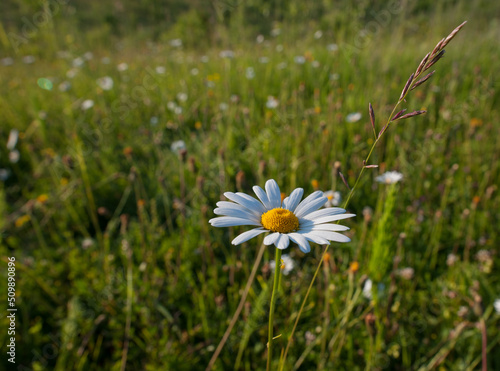 Beautiful alone chamomile flower close-up