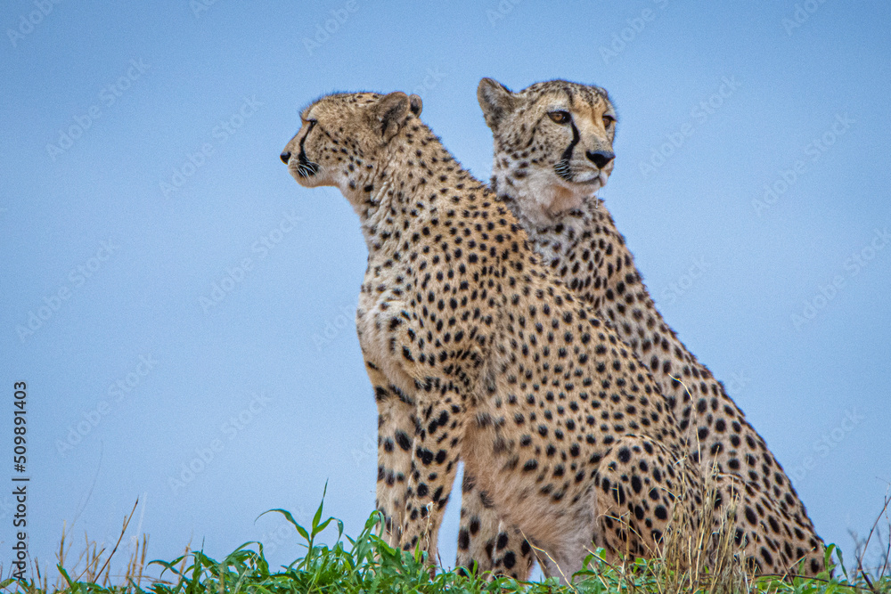 Cheetah, Acinonyx jubatus, in natural habitat, Kalahari Desert, Namibia. Cheetah, Acinonyx jubatus, in natural habitat, Kalahari Desert, Namibia.