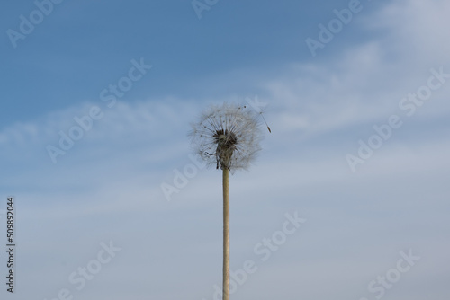 Dandelion ripe after flowering against a bright blue sky with light white clouds. phases of the flowering process