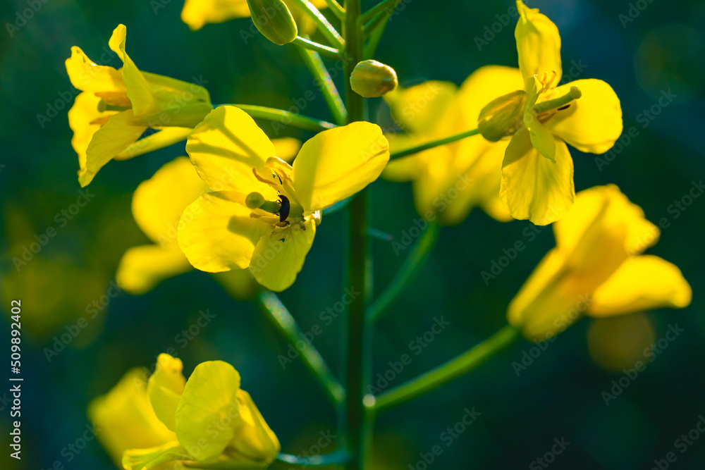 Obraz premium Colorful yellow flowers on green grass background