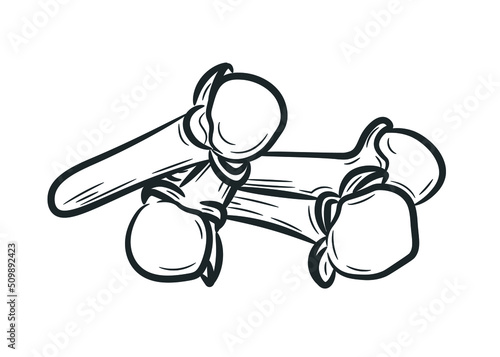 Hand-drawn carnation inflorescences. A spice in the style of doodle, which is the dried unopened buds (flower buds) of a tropical clove tree. Isolated vector illustration.