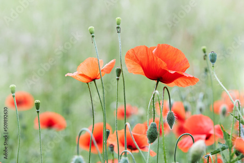 Blooming Poppy (Papaver rhoeas). It is also called poppy or corn rose, is a plant species from the genus poppy (Papaver) within the poppy family (Papaveraceae)