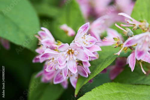 Deutzia hybrida 'Strawberry Fields' plant blooming in June. Close up pink flowers photo