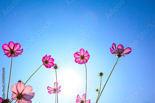 Beautiful cosmos flowers full blooming in morning.