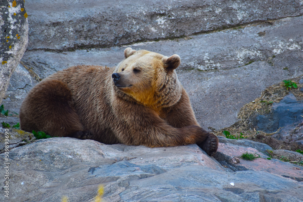 Fototapeta premium brown bear on a mountain