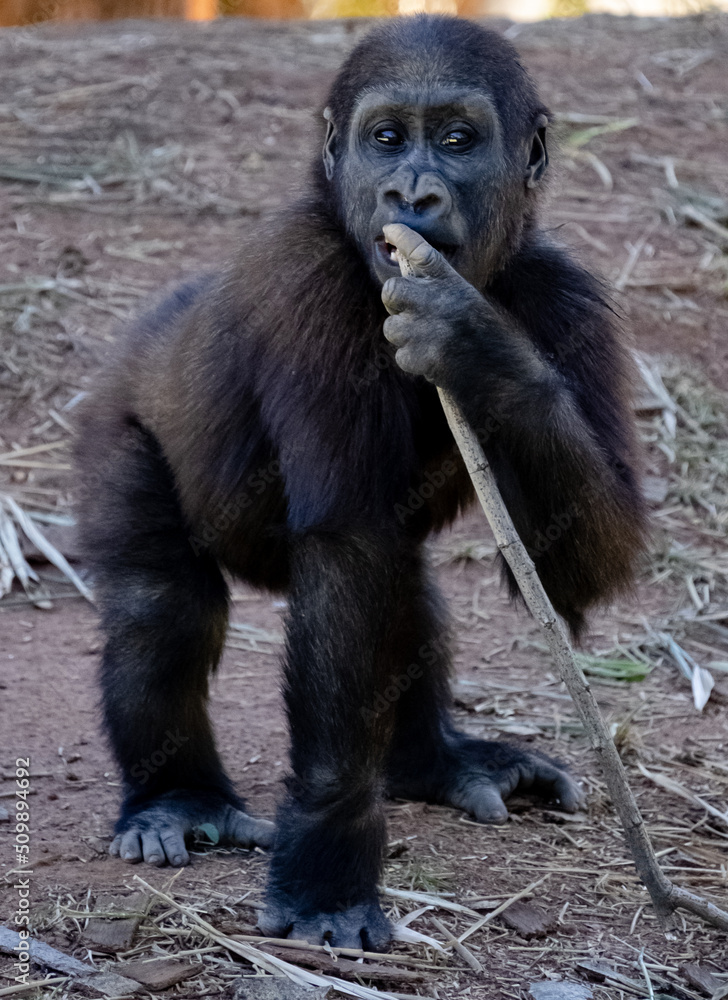 Baby gorilla monkey standing holding a branch and putting it in its mouth in the city of Belo Horizonte, Brazil, South America. Primate mammals from tropical forests.