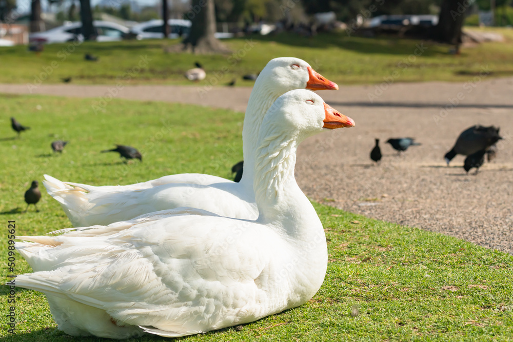 Goose couple are sitting on a grass warming on sun. Close up portraits of white swan geese in city park in sunny day Goose couple are sitting on a grass warming on sun. Close up portraits of white swan geese in city park in sunny day