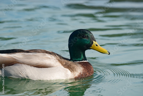 Mallard duck (Anas platyrhynchos) floating on water in sunny day. Close up portrait of  male wild duck